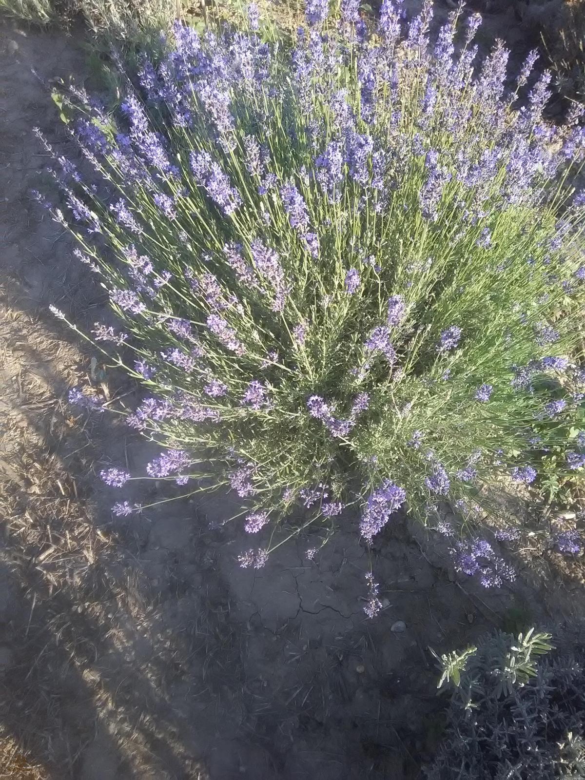 SACULET LAVANDA 